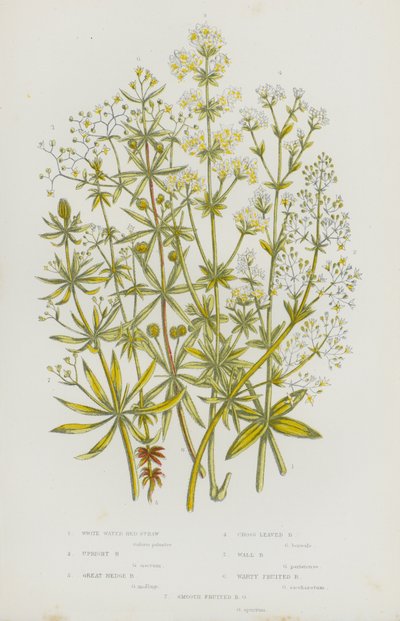 Bloeiende planten van Groot-Brittannië: Witte Water Bedstro, Rechte Bedstro, Grote Haag Bedstro, Kruisbladige Bedstro, Muur Bedstro, Wratvruchtige Bedstro, Gladde Vruchtige Bedstro door English School