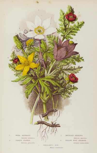 Bloeiende planten van Groot-Brittannië: Bosanemoon, Wildemanskruid, Berganemoon, Wildemanskruid, Gele Bosanemoon, Adonisroosje (kleur litho) door English School