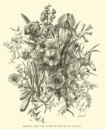 Bloemen van de oevers van het Meer van Galilea door English School