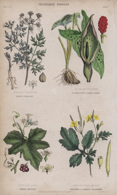 Dwergvenkel; Aronskelk of Wake Robin; Witte Bryony; Grote of gewone Stinkende Gouwe door English School