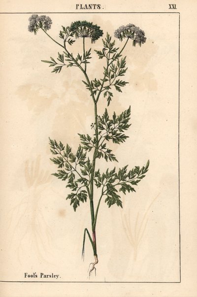 Dolle kervel, Aethusa cynapium, uit 