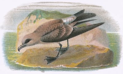 Vorkstaartstormvogel door English School