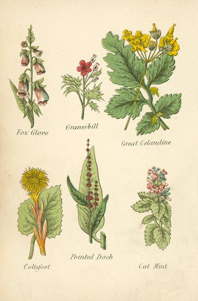 Vingerhoedskruid, Ooievaarsbek, Grote Stinkende Gouwe, Hoefblad, Puntige Zuring, Kattenkruid door English School