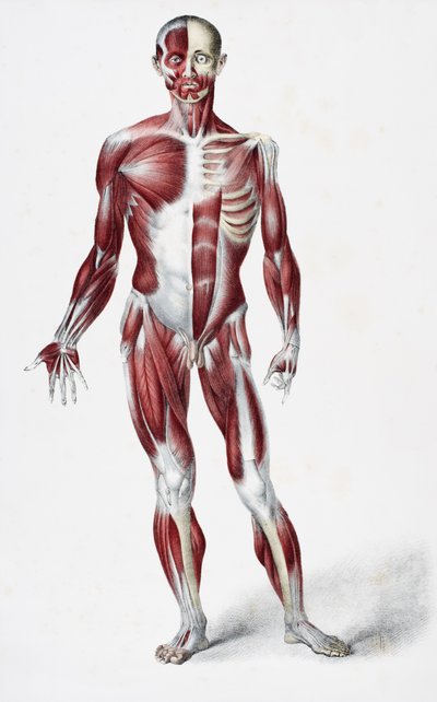 Voorkant van het mannelijke menselijk lichaam met spieren, pezen en botten, uit The Vessels of the Human Body, bewerkt door Jones Quain en William Wilson, gepubliceerd door Taylor en Watson, Londen in 1837 door English School