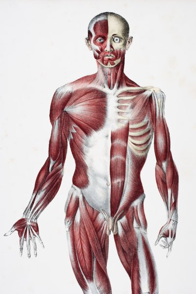 Voorkant van het mannelijke menselijk lichaam met spieren, pezen en botten, uit The Vessels of the Human Body, bewerkt door Jones Quain en William Wilson, gepubliceerd door Taylor en Watson, Londen in 1837 door English School