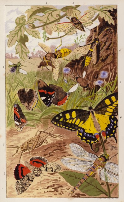 Frontispice voor Insects at Home door J.G. Wood door English School