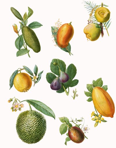 Fruit door English School