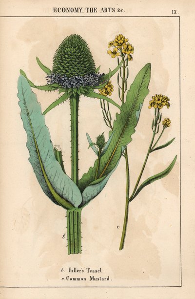 Kaardebol of distel en gewone mosterd met gele bloemen, uit 