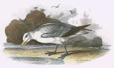 Noordse stormvogel door English School