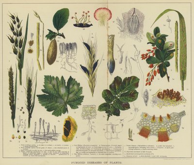 Schimmelziekten van planten door English School