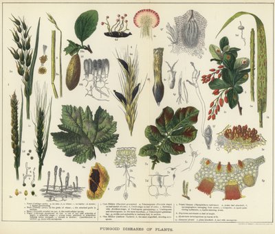 Schimmelziekten van planten door English School