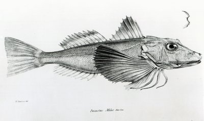 Galapagos Gurnard, plaat 6 uit 