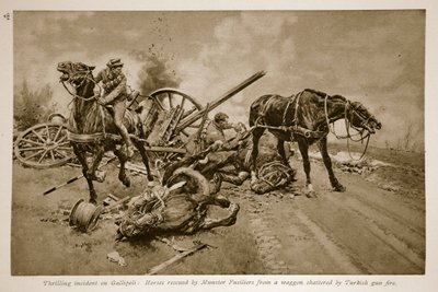 Gallipoli: Paarden gered door Munster Fusiliers van een wagen vernietigd door Turks kanonvuur door English School