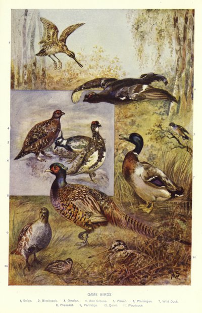 Wildvogels door English School