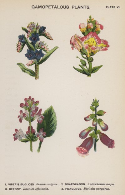 Gamopetalous Planten (kleur litho) door English School