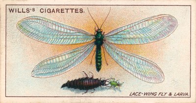 Tuinleven: Kantvleugelvlieg en larve (chromolitho) door English School