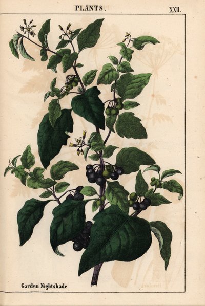 Tuin- of zwarte nachtschade met zwarte bessen Solanum nigrum, uit 