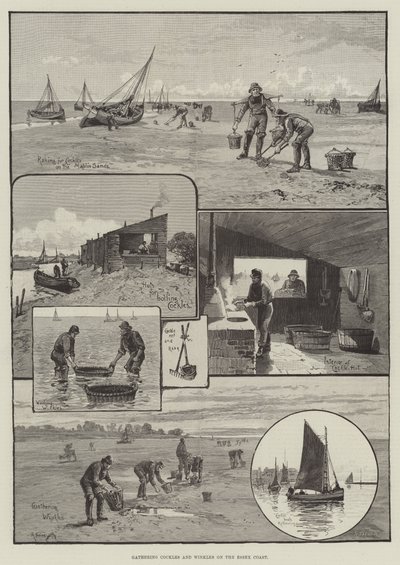 Kokkels en alikruiken verzamelen aan de kust van Essex door English School