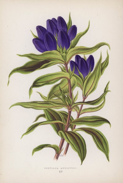 Gentiana Andrewsii door English School