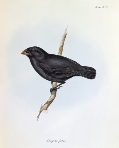Geospiza Fortis, illustratie uit The Zoology of the Voyage of H.M.S. Beagle, 1832-36, door Charles Darwin, 1840 door English School