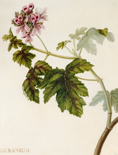 Geranium door English School
