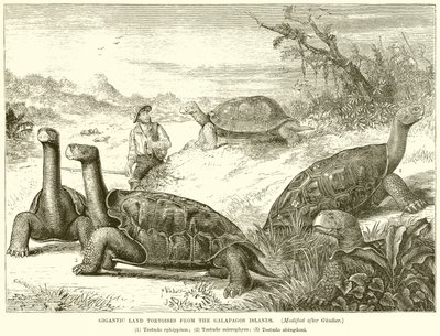 Gigantische landschildpadden van de Galapagos-eilanden door English School