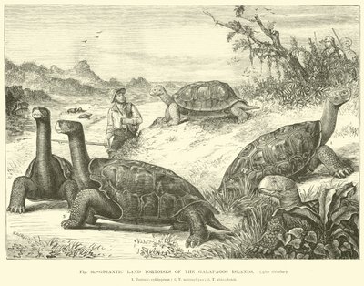 Gigantische landschildpadden van de Galapagos-eilanden door English School