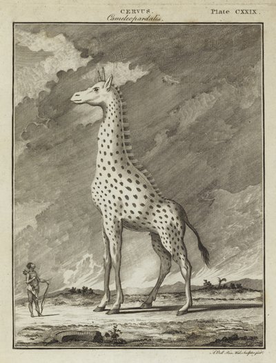 Giraffe (Cervus camelopardalis) door English School