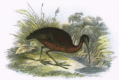 Glanzende ibis door English School
