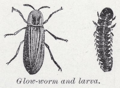 Glimworm en larve door English School
