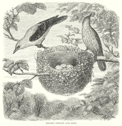 Gouden Orioles (gravure) door English School