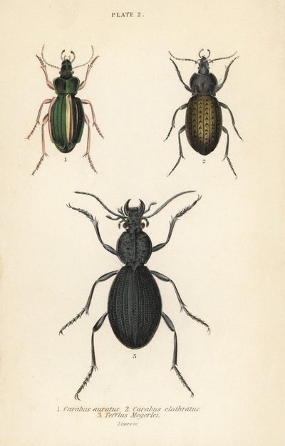 Gouden grondkever, Carabus auratus 1, grondkever, Carabus clathratus 2, en grote zwarte grondkever, Tefflus megerlei door English School