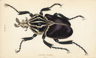 Goliathkever, Goliathus goliatus (Goliathus magnus) door English School