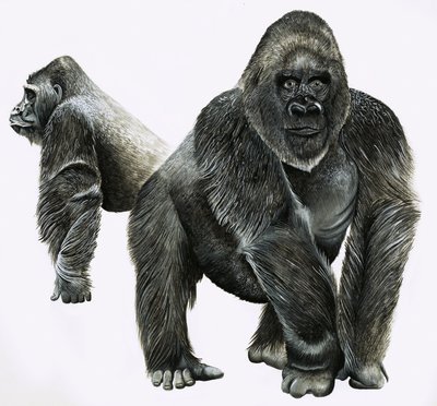 Gorilla