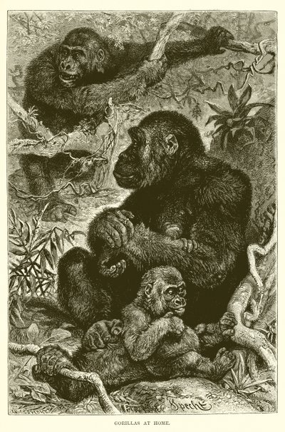 Gorilla