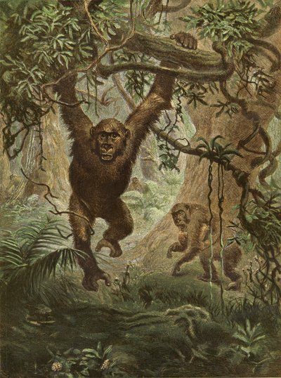Gorilla