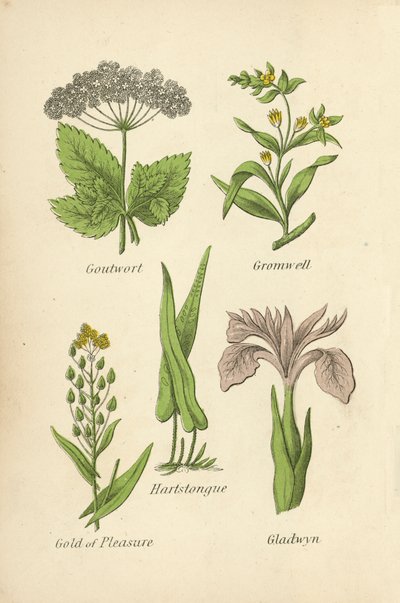 Zevenblad, Gromwell, Hartstongue, Gold of Pleasure, Gladwyn door English School
