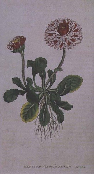 Grote Dubbele Madelief (Bellis perennis var. major flore pleno), plaat 228 uit William Curtis