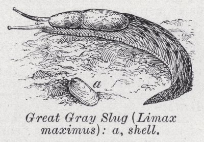 Grote grijze naaktslak, Limax maximus door English School