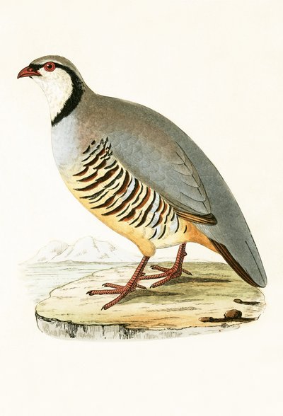 Griekse Patrijs, illustratie uit 