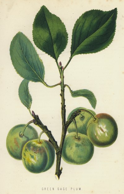 Groene Gage Pruim door English School