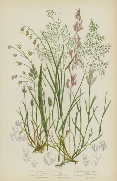 Grijze Haargras, Zilveren Haargras, Vroege Haargras, Paarse Molinea, Bergmelkgras, Houtmelkgras door English School