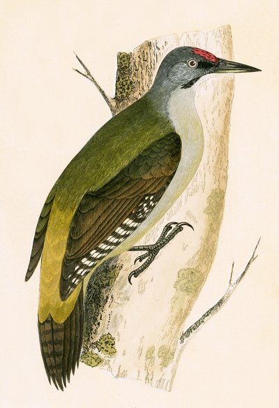 Grijze specht, illustratie uit 