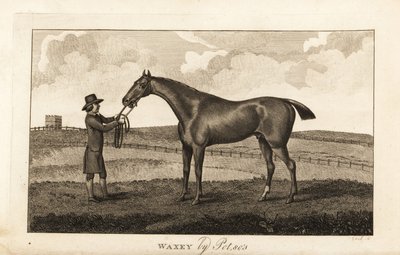 Groom met volbloed renpaard Waxey van Pot80