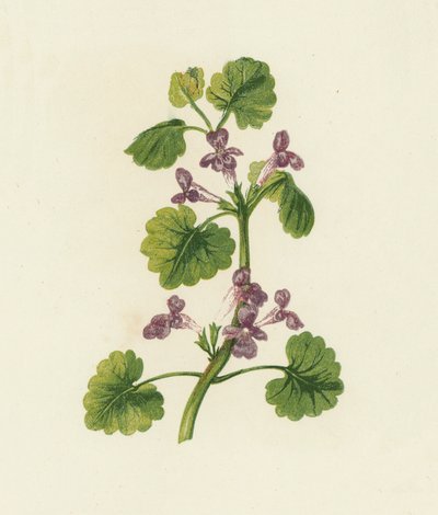 Hondsdraf, Glechoma Hederacea door English School