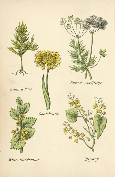 Grondpijn, Burnet Saxifrage, Geitenbaard, Witte Horehound, Bryony door English School