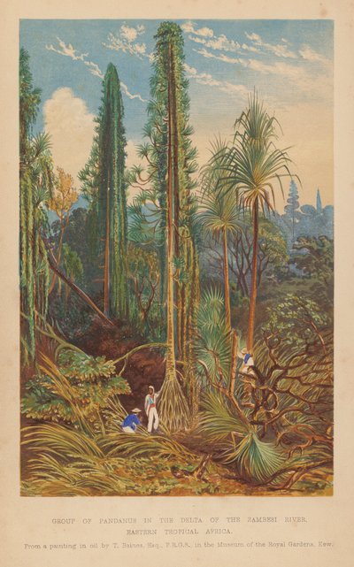 Groep van Pandanus in de delta van de Zambezi-rivier, Oost-Tropisch Afrika door English School