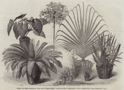 Groep van Zeldzame Planten op de Laatste Internationale Tuinbouwtentoonstelling, South Kensington door English School
