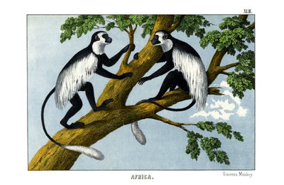 Guereza-aap door English School