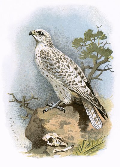 Gier-Falcon door English School